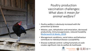 Poultry production
vaccination challenges:
What does it mean for
animal welfare?
• Poultry welfare is obviously increased with the
prevention of disease
• Malaise, pain, dehydration and emaciation, decreased
productivity, immunosuppression, reduced liveability
(Butterworth & Weeks, 2010)
• Management conditions, social status and behaviour
contribute to individual disease susceptibility
• Disease outbreak control: culling humanely at scale
creates significant risks to welfare & livelihoods
(photo credits: ILRI)
The Animal Welfare
Science Centre
 