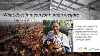 Poultry production vaccination challenges: What does it mean for animal welfare?