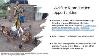 Welfare & production
opportunities
• Vaccines as part of a broader control strategy:
including improved biosecurity, hygie...