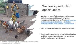 Poultry production vaccination challenges: What does it mean for animal welfare?