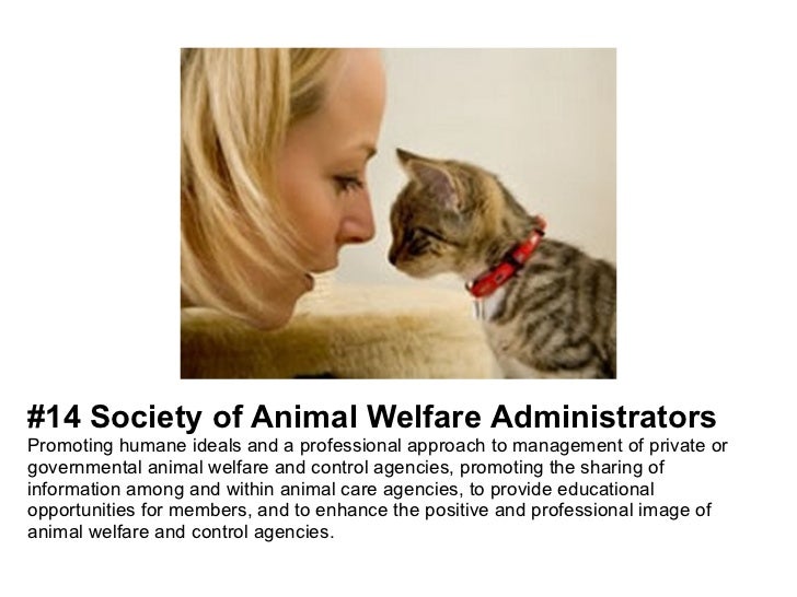 Top Animal Welfare, Rights & Protection Nonprofits