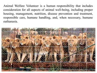 Animal Welfare Volunteer is a human responsibility that includes
consideration for all aspects of animal well-being, including proper
housing, management, nutrition, disease prevention and treatment,
responsible care, humane handling, and, when necessary, humane
euthanasia.
 