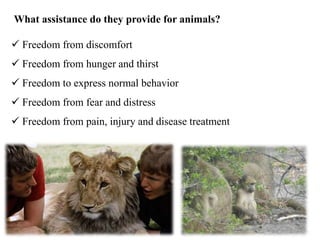  Freedom from discomfort
 Freedom from hunger and thirst
 Freedom to express normal behavior
 Freedom from fear and distress
 Freedom from pain, injury and disease treatment
What assistance do they provide for animals?
 