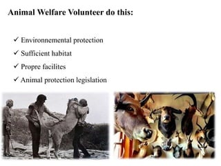 Animal Welfare Volunteer do this:
 Environnemental protection
 Sufficient habitat
 Propre facilites
 Animal protection legislation
 