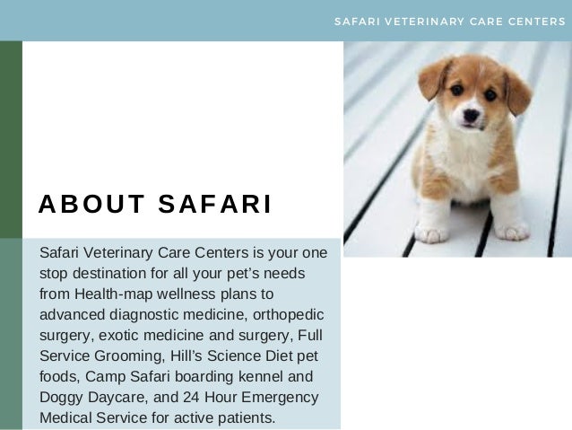Looking For An Animal Wellness Center In Texas Areas Safari Vet Is H