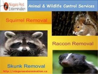 Animal & Wildlife Control Services
http://niagaraextermination.ca
 