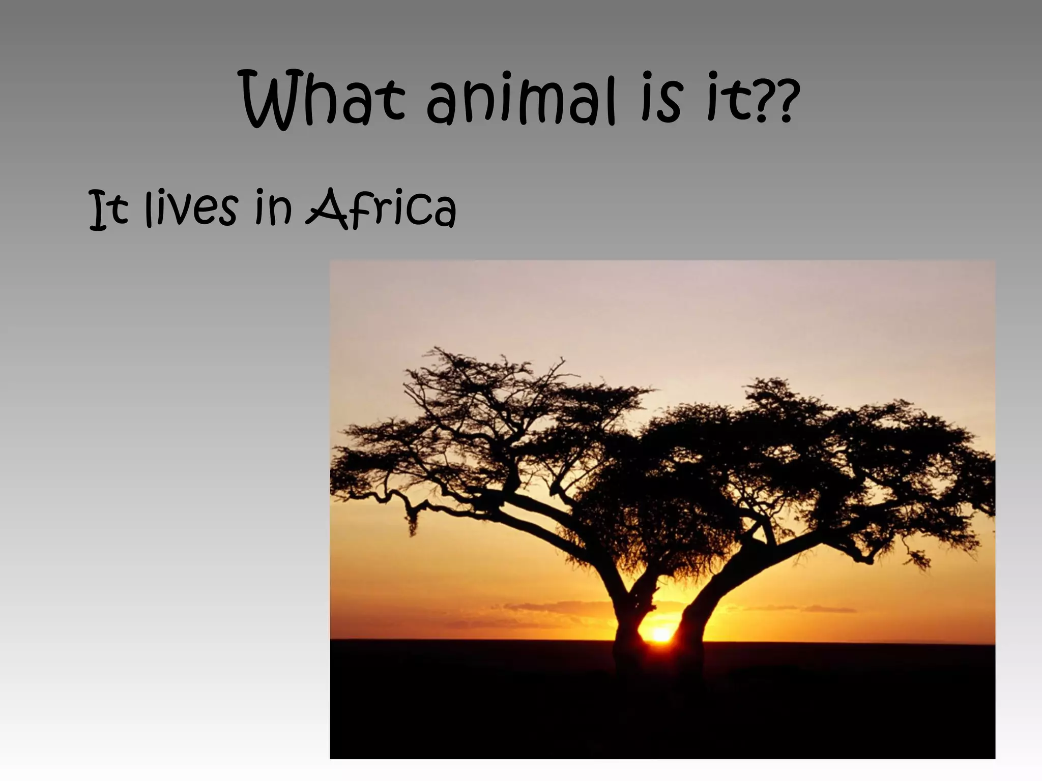 What animal is it??
It lives in Africa