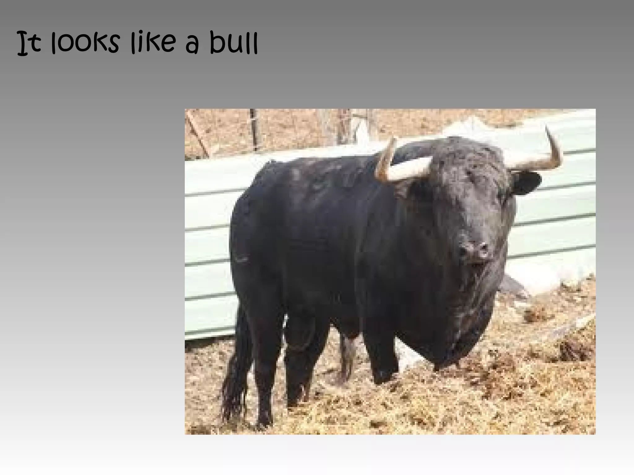 It looks like a bull