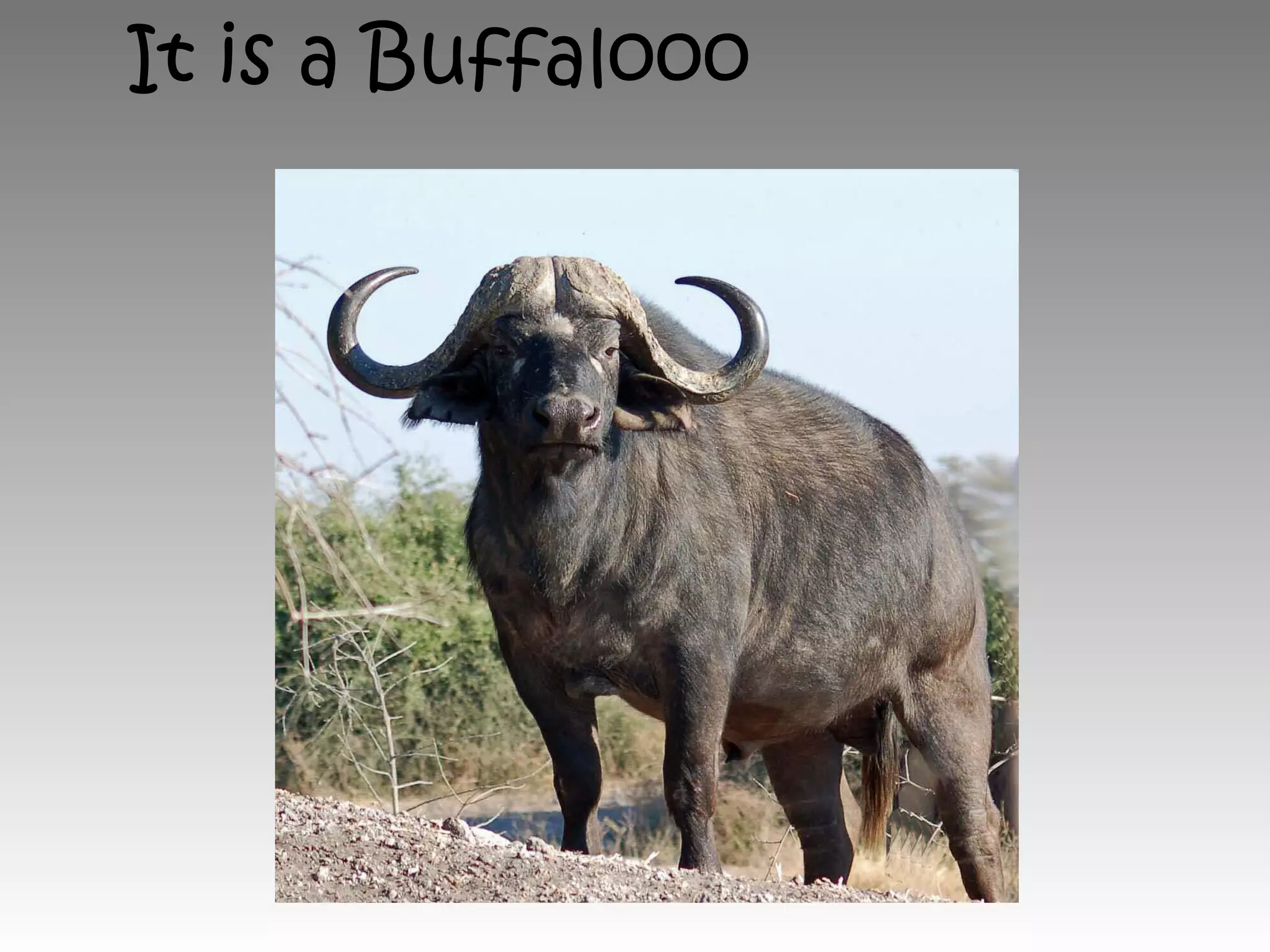 It is a Buffalooo