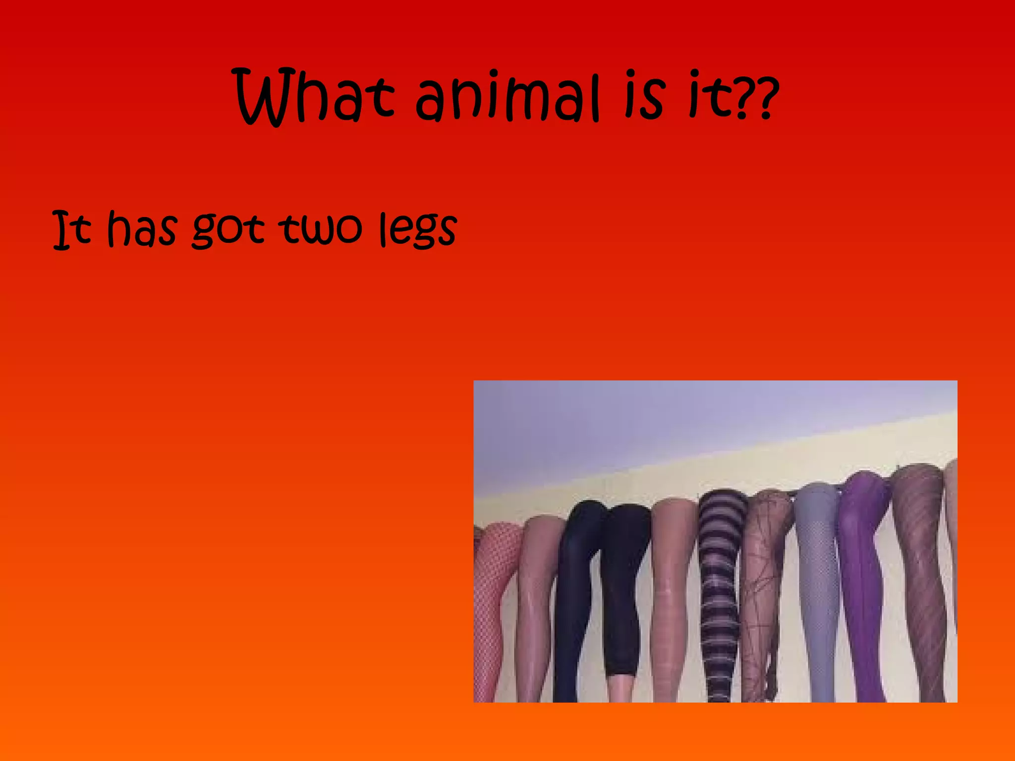 What animal is it??
It has got two legs