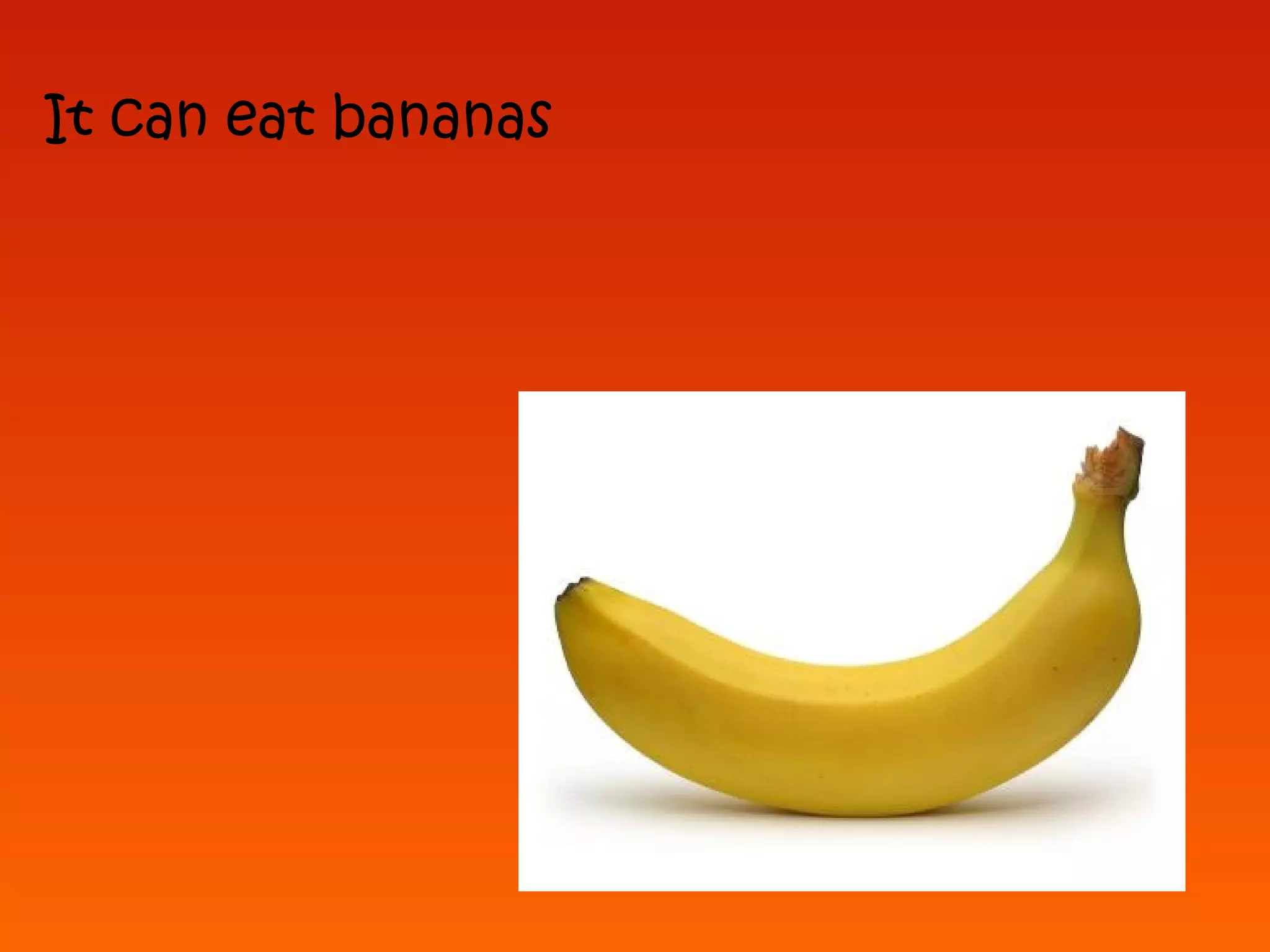 It can eat bananas