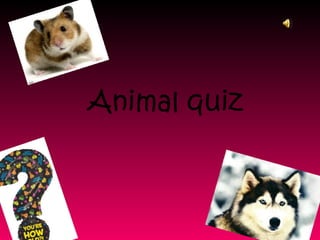 Animal quiz
 
