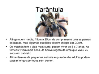 Tarântula
• Atingem, em média, 15cm a 25cm de comprimento com as pernas
esticadas, mas algumas espécies podem chegar aos 30cm.
• Os machos tem a vida mais curta, podem viver de 5 a 7 anos. As
fêmeas vivem mais anos. Já houve registo de uma que viveu 25
anos em cativeiro.
• Alimentam-se de pequenos animais e quando são adultas podem
passar longos períodos sem comer.
 