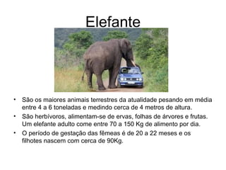Elefante
• São os maiores animais terrestres da atualidade pesando em média
entre 4 a 6 toneladas e medindo cerca de 4 metros de altura.
• São herbívoros, alimentam-se de ervas, folhas de árvores e frutas.
Um elefante adulto come entre 70 a 150 Kg de alimento por dia.
• O período de gestação das fêmeas é de 20 a 22 meses e os
filhotes nascem com cerca de 90Kg.
 