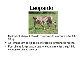 Leopardo
• Mede de 1,25m a 1,65m de comprimento e pesam entre 30 a
90Kg.
• As fêmeas tem cerca de dois terços do tamanho do macho.
• Possui uma longa cauda para o ajudar a manter o equilíbrio
enquanto sobe às árvores.
 