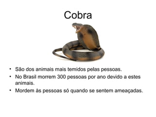 Cobra
• São dos animais mais temidos pelas pessoas.
• No Brasil morrem 300 pessoas por ano devido a estes
animais.
• Mordem às pessoas só quando se sentem ameaçadas.
 
