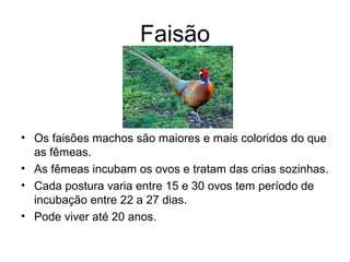 Faisão
• Os faisões machos são maiores e mais coloridos do que
as fêmeas.
• As fêmeas incubam os ovos e tratam das crias sozinhas.
• Cada postura varia entre 15 e 30 ovos tem período de
incubação entre 22 a 27 dias.
• Pode viver até 20 anos.
 