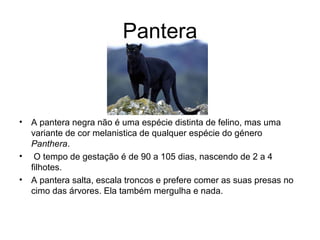 Pantera
• A pantera negra não é uma espécie distinta de felino, mas uma
variante de cor melanistica de qualquer espécie do género
Panthera.
• O tempo de gestação é de 90 a 105 dias, nascendo de 2 a 4
filhotes.
• A pantera salta, escala troncos e prefere comer as suas presas no
cimo das árvores. Ela também mergulha e nada.
 