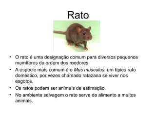 Rato
• O rato é uma designação comum para diversos pequenos
mamíferos da ordem dos roedores.
• A espécie mais comum é o Mus musculus, um típico rato
doméstico, por vezes chamado ratazana se viver nos
esgotos.
• Os ratos podem ser animais de estimação.
• No ambiente selvagem o rato serve de alimento a muitos
animais.
 