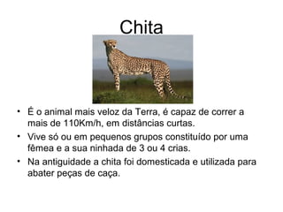 Chita
• É o animal mais veloz da Terra, é capaz de correr a
mais de 110Km/h, em distâncias curtas.
• Vive só ou em pequenos grupos constituído por uma
fêmea e a sua ninhada de 3 ou 4 crias.
• Na antiguidade a chita foi domesticada e utilizada para
abater peças de caça.
 