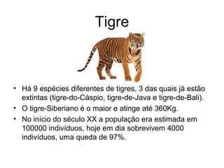 Tigre
• Há 9 espécies diferentes de tigres, 3 das quais já estão
extintas (tigre-do-Cáspio, tigre-de-Java e tigre-de-Bali).
• O tigre-Siberiano é o maior e atinge até 360Kg.
• No início do século XX a população era estimada em
100000 indivíduos, hoje em dia sobrevivem 4000
indivíduos, uma queda de 97%.
 