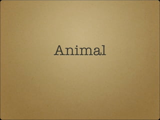 Animal
 