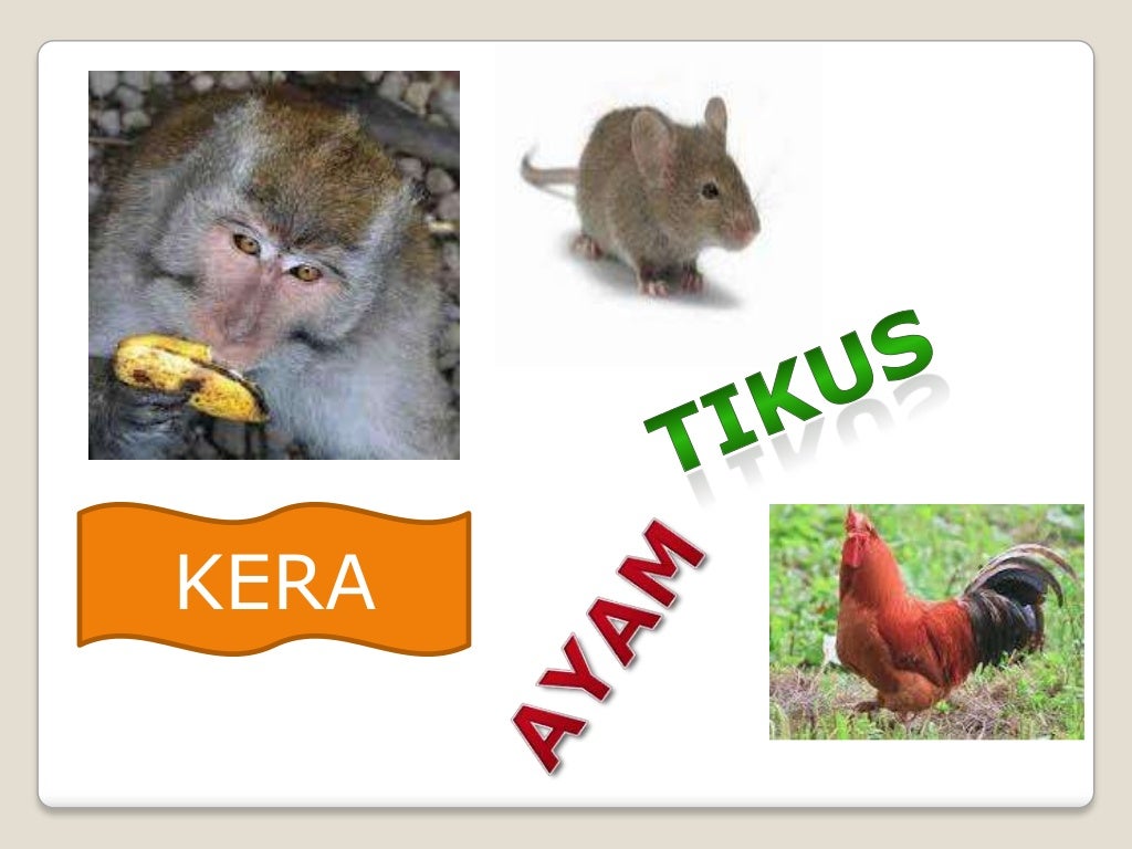 Gambar Pengetahuan Anak Page 8 Cupidocreativeblog Belajar 