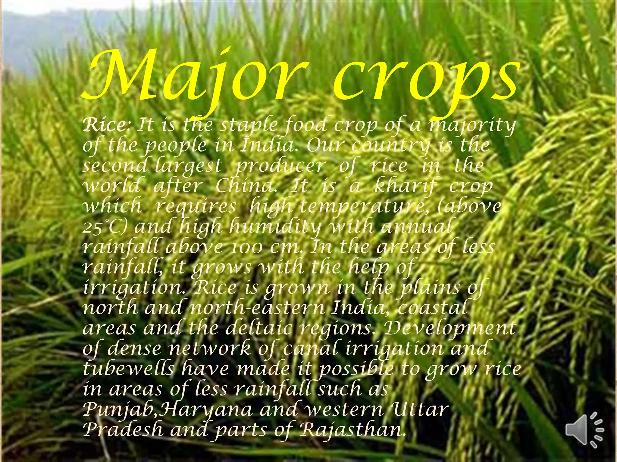 Major crops
Rice: It is the staple food crop of a majority
of the people in India. Our country is the
second largest producer of rice in the
world after China. It is a kharif crop
which requires high temperature, (above
25°C) and high humidity with annual
rainfall above 100 cm. In the areas of less
rainfall, it grows with the help of
irrigation. Rice is grown in the plains of
north and north-eastern India, coastal
areas and the deltaic regions. Development
of dense network of canal irrigation and
tubewells have made it possible to grow rice
in areas of less rainfall such as
Punjab,Haryana and western Uttar
Pradesh and parts of Rajasthan.
 