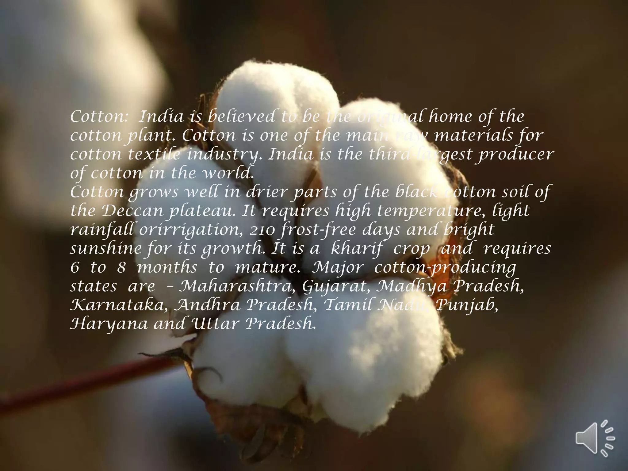 Cotton: India is believed to be the original home of the
cotton plant. Cotton is one of the main raw materials for
cotton textile industry. India is the third-largest producer
of cotton in the world.
Cotton grows well in drier parts of the black cotton soil of
the Deccan plateau. It requires high temperature, light
rainfall orirrigation, 210 frost-free days and bright
sunshine for its growth. It is a kharif crop and requires
6 to 8 months to mature. Major cotton-producing
states are – Maharashtra, Gujarat, Madhya Pradesh,
Karnataka, Andhra Pradesh, Tamil Nadu, Punjab,
Haryana and Uttar Pradesh.
 