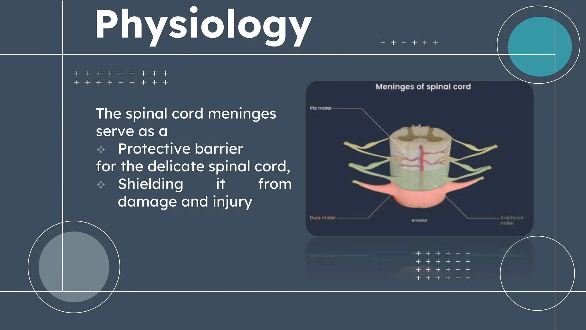 Spinal Presentation Animated ppt of spinal cord.pptx