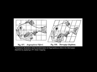 Thompson's illustration of the transformation of Argyropelecus olfersi into Sternoptyx
diaphana by applying a 70° shear mapping
 