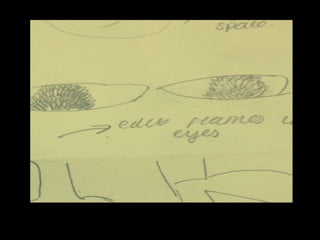 Animatic