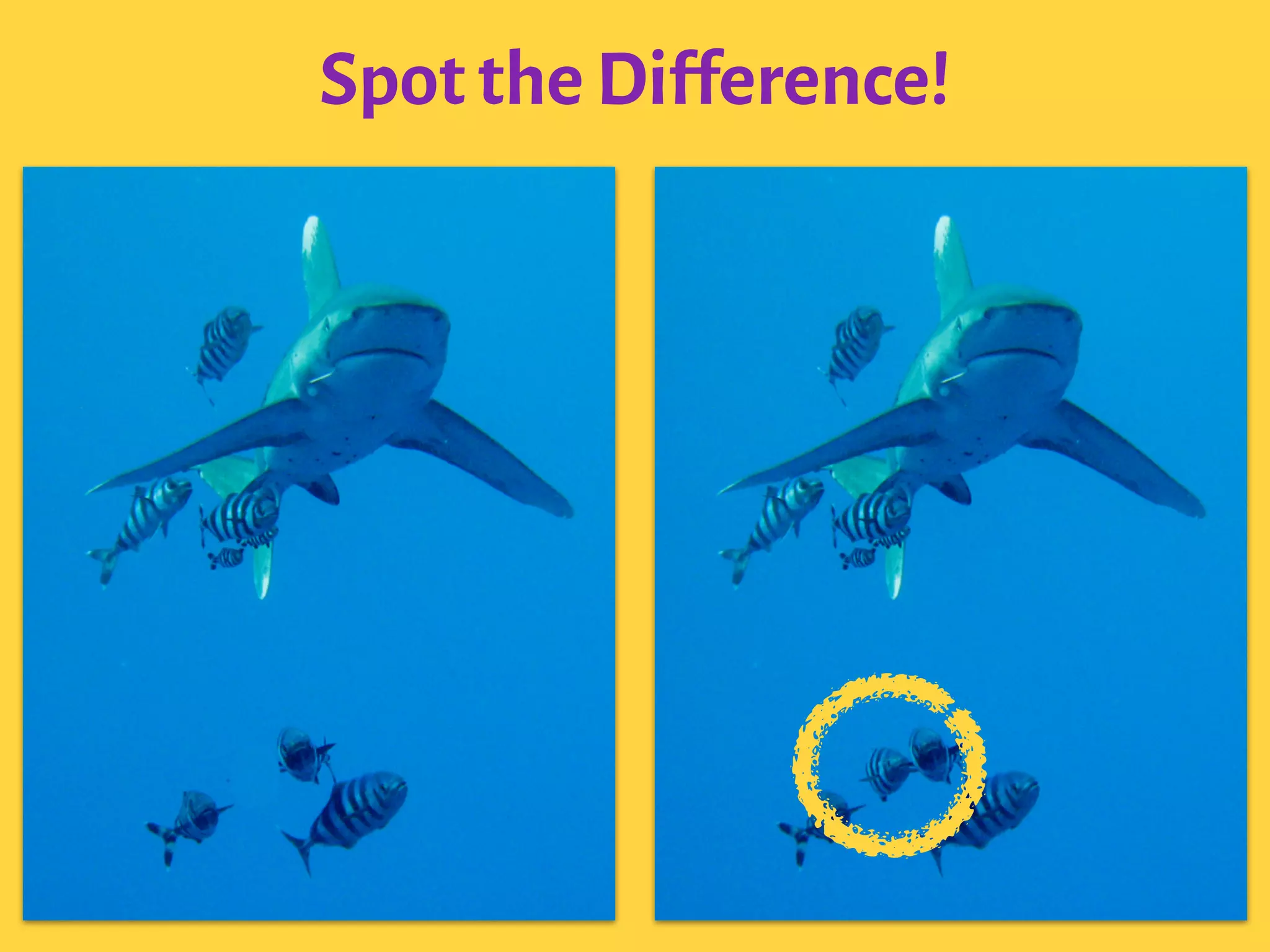 Spot the Difference!
 