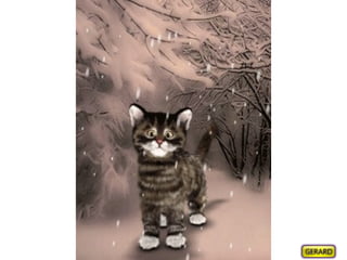 Animation animaux divers