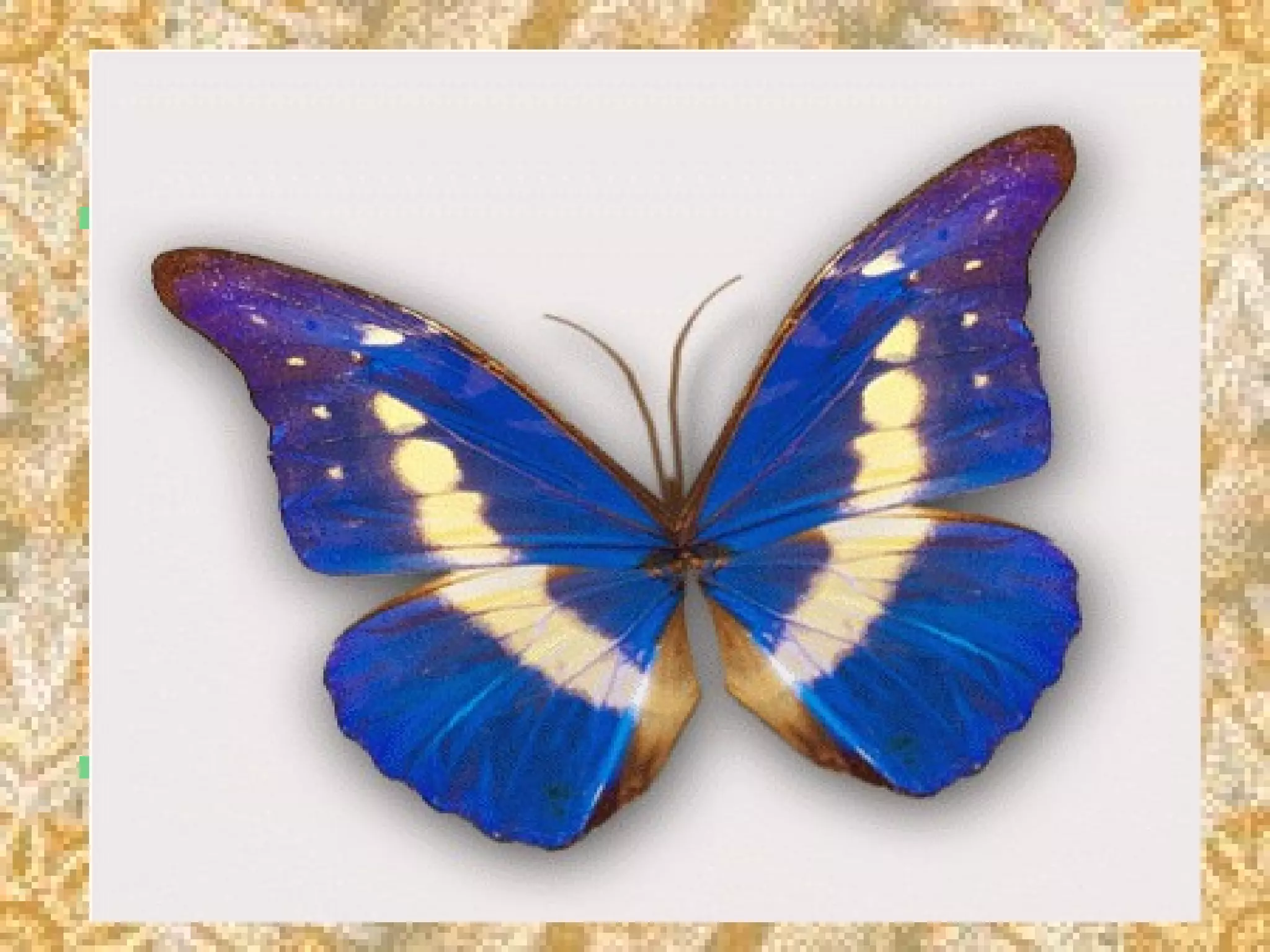  Many Multimedia applications forMany Multimedia applications for
both Macintosh and Windowsboth Macintosh and Windows
provide animation tools, but weprovide animation tools, but we
should first understand theshould first understand the
principles of how the eyeprinciples of how the eye
interprets the changes it sees asinterprets the changes it sees as
Motion.Motion.
 Eg: A spinning globe, a flyingEg: A spinning globe, a flying
butterfly, the famous DISNEY…butterfly, the famous DISNEY…
 