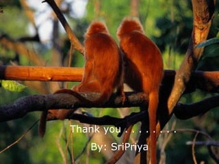 Thank you . . . . . . . .
By: SriPriya
 