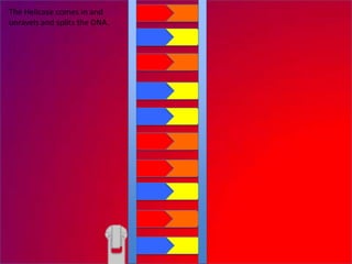 The Helicase comes in and
unravels and splits the DNA.
 