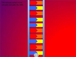 The Helicase comes in and
unravels and splits the DNA.
 