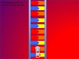 The Helicase comes in and
unravels and splits the DNA.
 