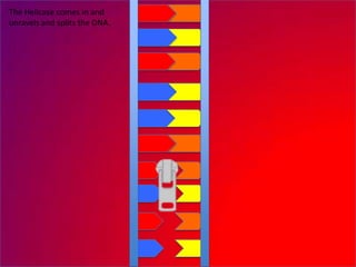 The Helicase comes in and
unravels and splits the DNA.
 