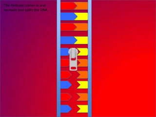The Helicase comes in and
unravels and splits the DNA.
 