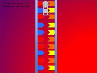 The Helicase comes in and
unravels and splits the DNA.
 