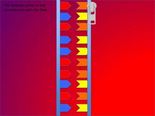 The Helicase comes in and
unravels and splits the DNA.
 