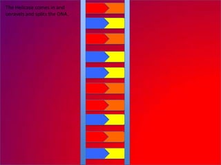 The Helicase comes in and
unravels and splits the DNA.
 