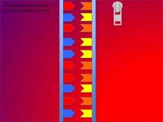 The Helicase comes in and
unravels and splits the DNA.
 