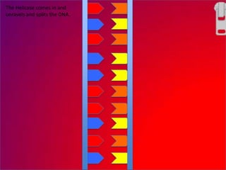 The Helicase comes in and
unravels and splits the DNA.
 