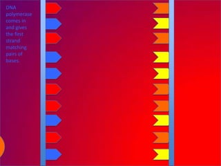 DNA
polymerase
comes in
and gives
the first
strand
matching
pairs of
bases.
 