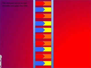 The Helicase comes in and
unravels and splits the DNA.
 