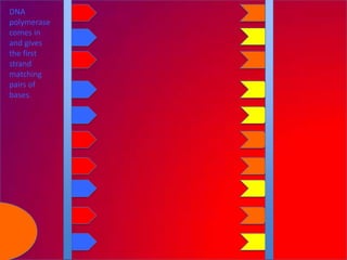 DNA
polymerase
comes in
and gives
the first
strand
matching
pairs of
bases.
 