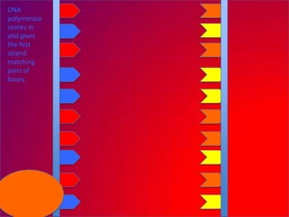 DNA
polymerase
comes in
and gives
the first
strand
matching
pairs of
bases.
 